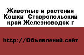 Животные и растения Кошки. Ставропольский край,Железноводск г.